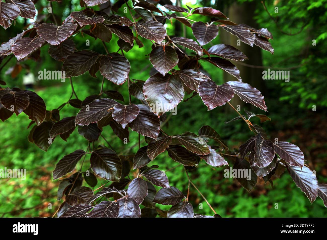 Branches de Fagus sylvatica purpurea, beau hêtre ornemental, hêtre cuivré avec des feuilles violettes, début de la saison estivale Banque D'Images