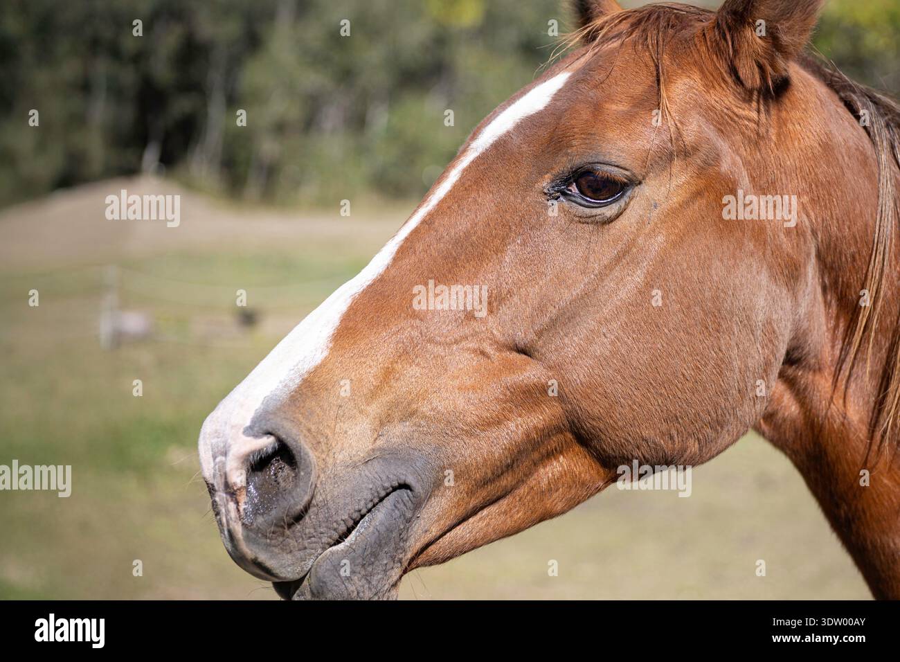 Profil rapproché d'un cheval de châtaignier à la lumière naturelle, montrant la texture de la fourrure et les détails du visage. Banque D'Images