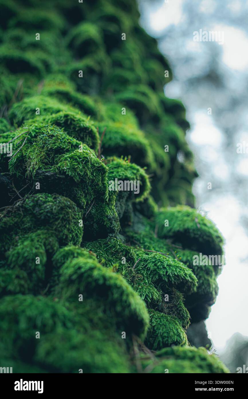 Magnifique photo macro à angle bas de mousse verte épaisse et éclatante recouvrant le côté d'un vieux tronc d'arbre. La faible profondeur de champ crée un flou doux Banque D'Images