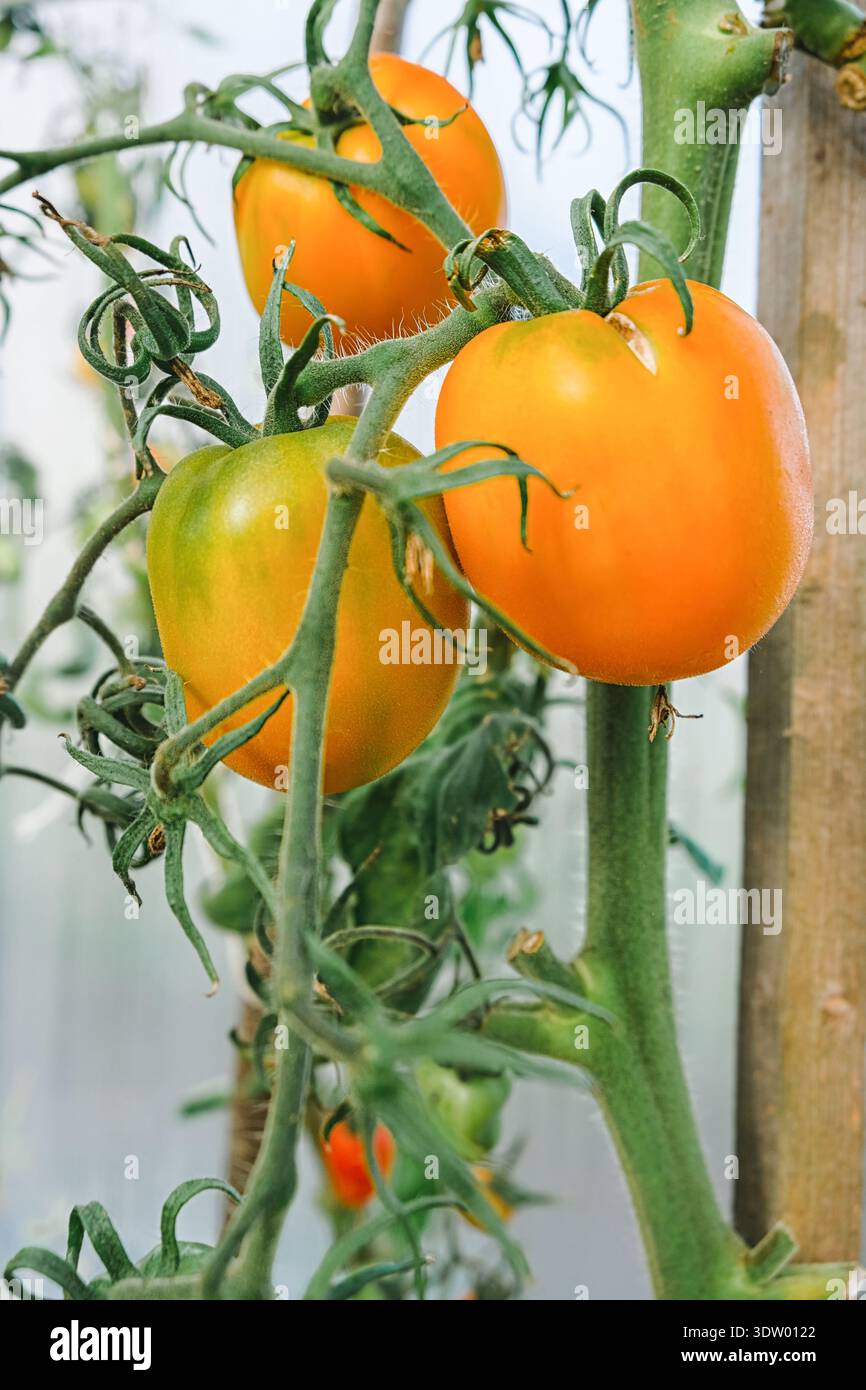 Gros plan de tomate orange sur la maturation de la vigne dans une serre avec tige verte et feuille. Agriculture biologique, jardinage durable et récolte de légumes frais Banque D'Images