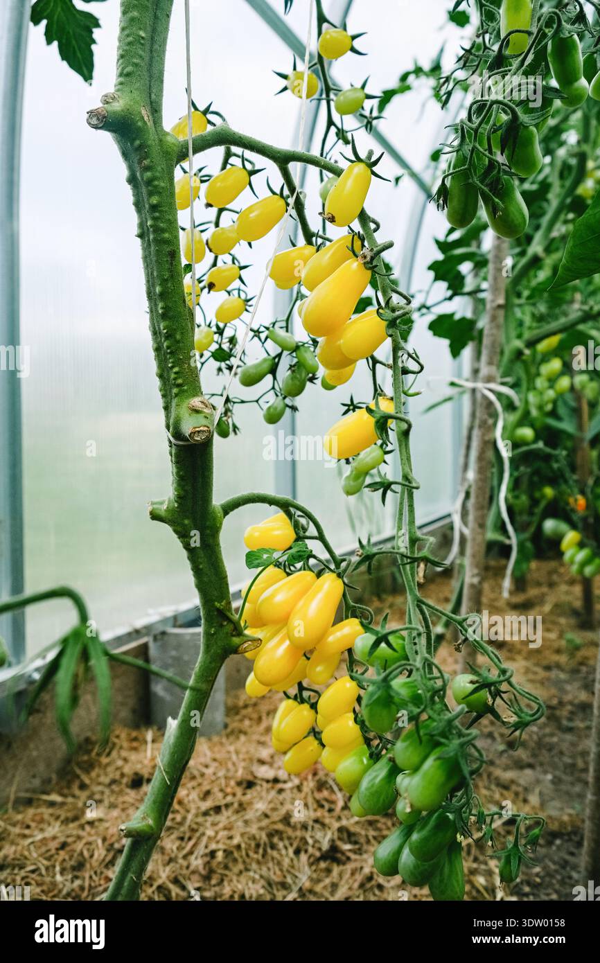 Tomate jaune sur vigne mûrissant dans une serre avec des fruits verts et des feuilles. Agriculture biologique, jardinage à domicile et agriculture durable avec Fresh pro Banque D'Images