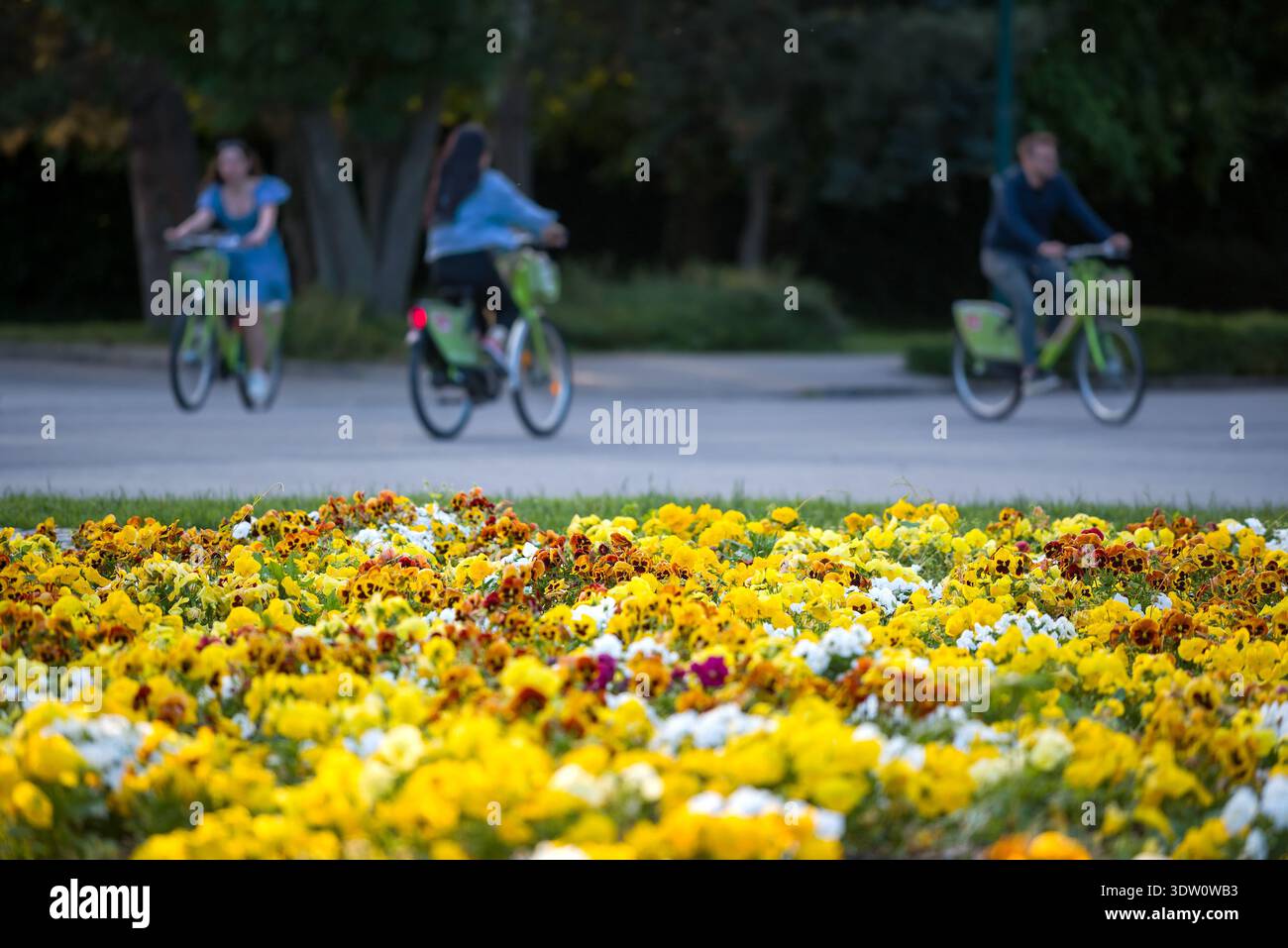 Fleurs jaunes contre les personnes défocalisées faisant du vélo dans le parc Banque D'Images
