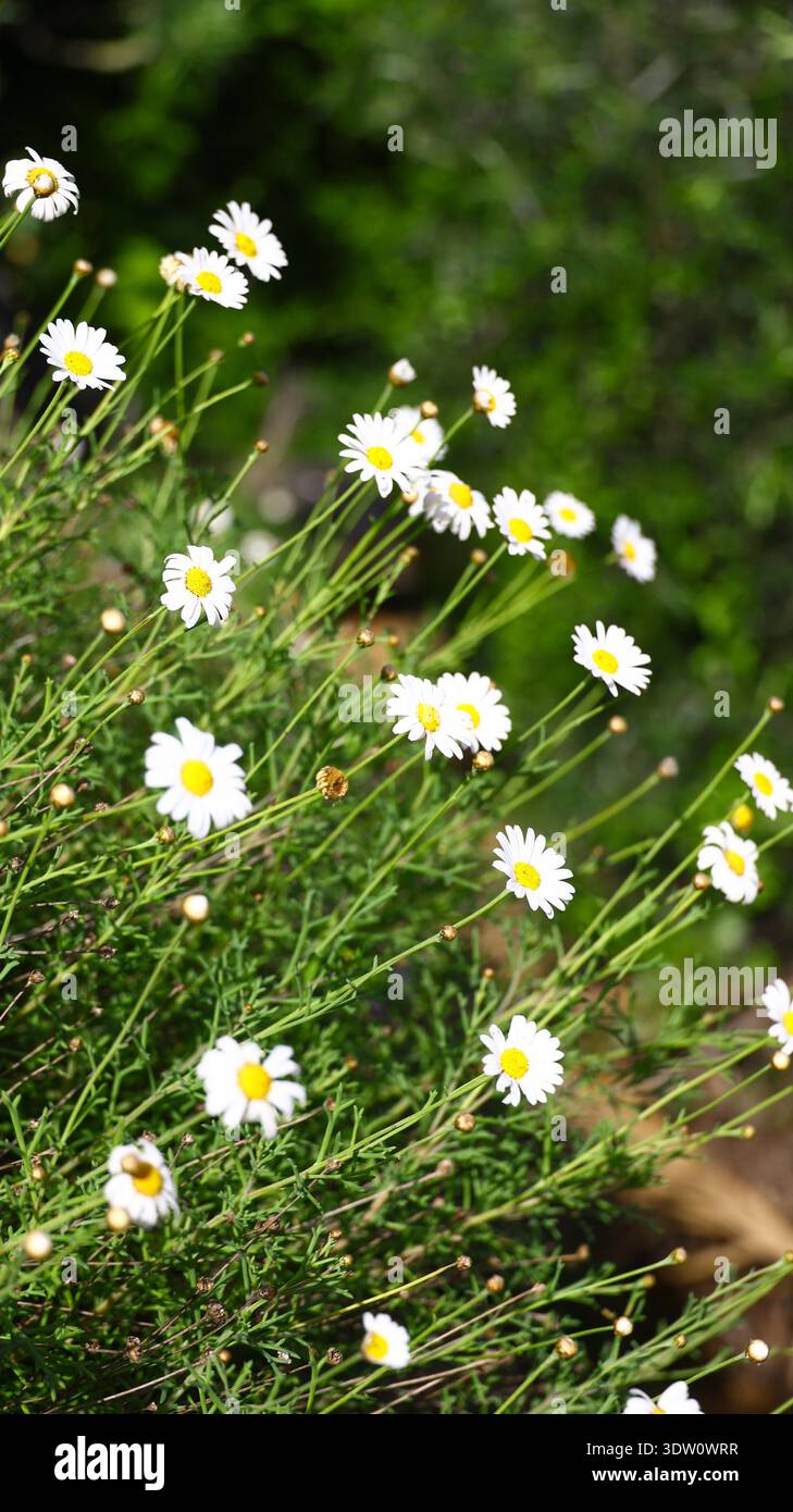Grappe de Bellis perennis en fleurs avec des pétales blancs brillants et des centres jaunes, poussant naturellement dans un environnement chaud et d'influence tropicale avec tanière Banque D'Images