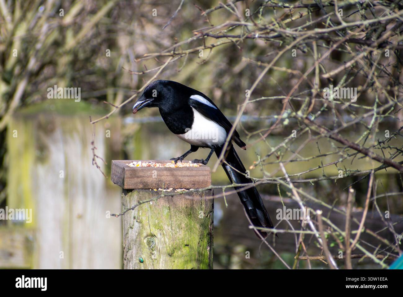 Une Magpie eurasienne perchée sur une clôture en bois. Banque D'Images