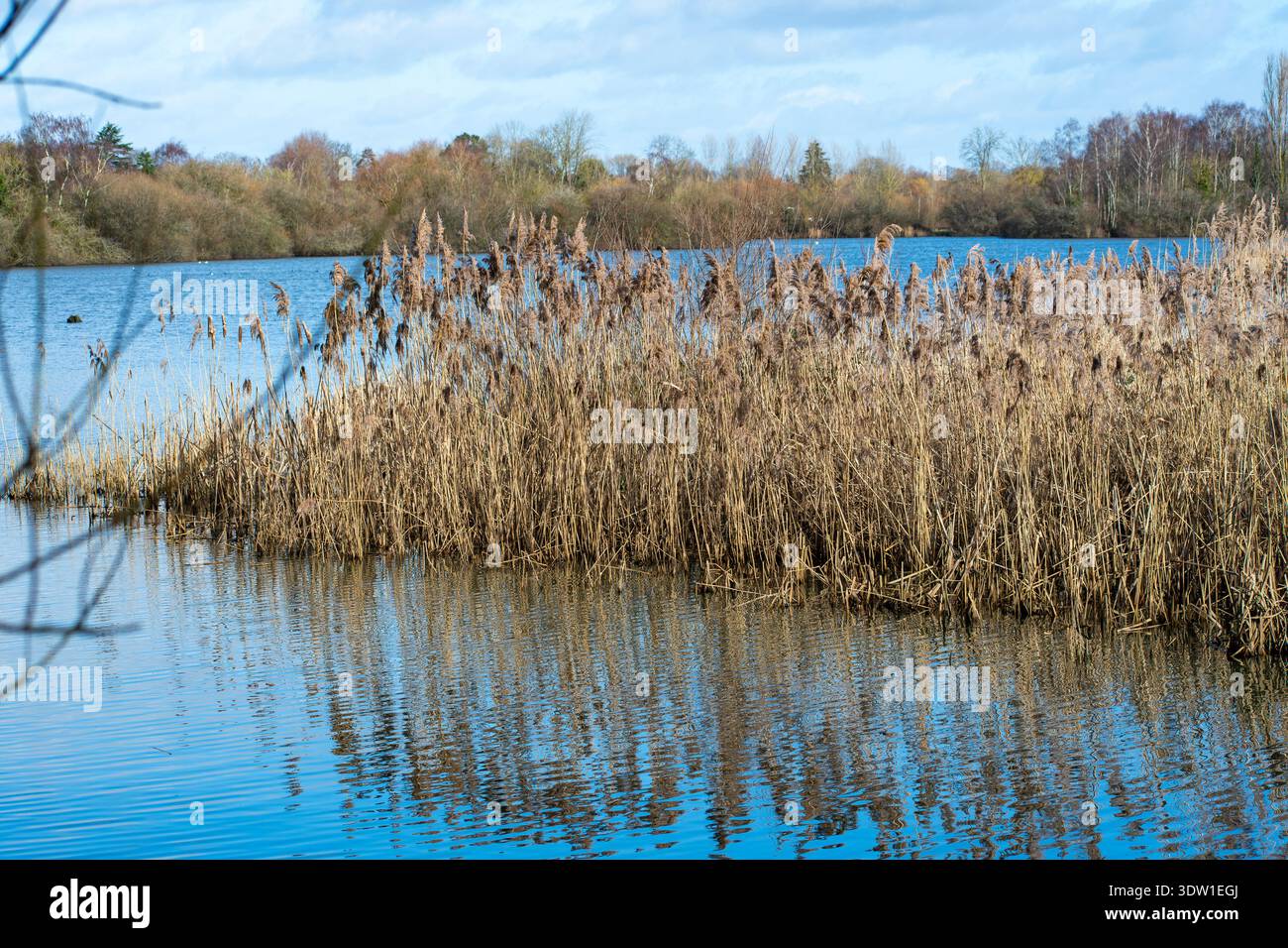Vue paysagère des zones humides de la réserve naturelle d'Attenborough à Nottingham, au Royaume-Uni Banque D'Images