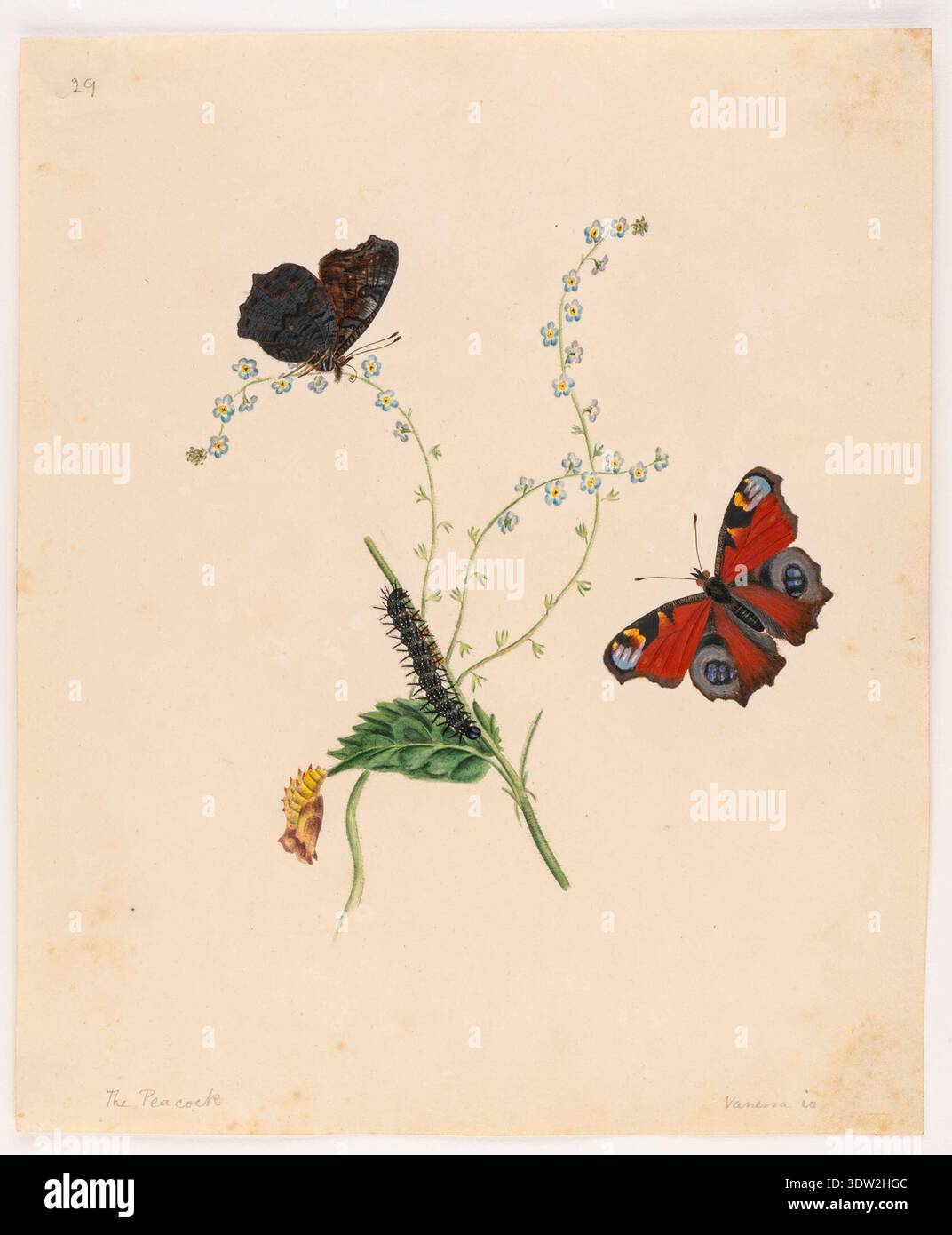 Pavo cristatus est le nom scientifique du paon indien, communément appelé paon, un oiseau originaire du sous-continent indien et introduit ailleurs. L'image d'archives montre une aquarelle sur papier de 1931 attribuée à Miss Harris, documentant le plumage et la forme de l'espèce dans un contexte d'histoire naturelle. Banque D'Images