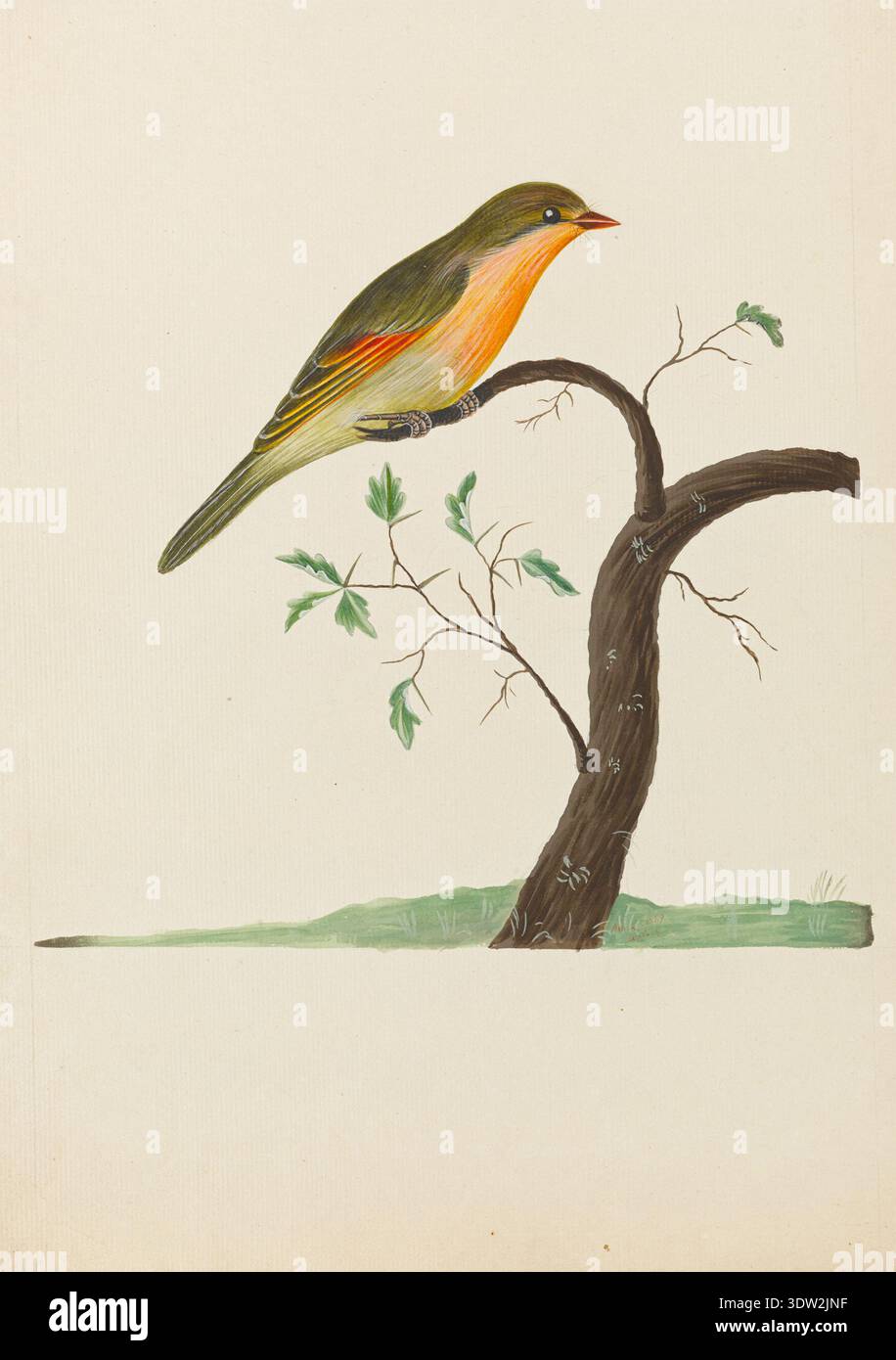 Ann Lee (1753-1790) est une artiste britannique d'histoire naturelle formée par Sydney Parkinson et fille de James Lee de Hammersmith. Leiothrix lutea, le leiothrix à bec rouge décrit par Giovanni Antonio Scopoli, est inscrit en 1769. L'image d'archive est une reproduction photographique d'une étude d'aquarelle de cet oiseau passereau. Banque D'Images