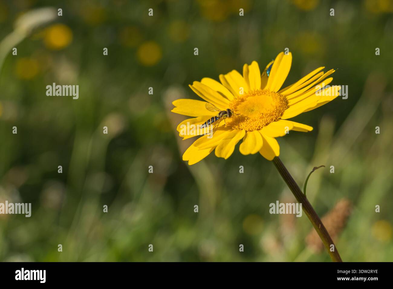 Un hoverfly pollinisant une fleur de marguerite dorée jaune vif à l'extérieur avec un fond bokeh vert doux Banque D'Images