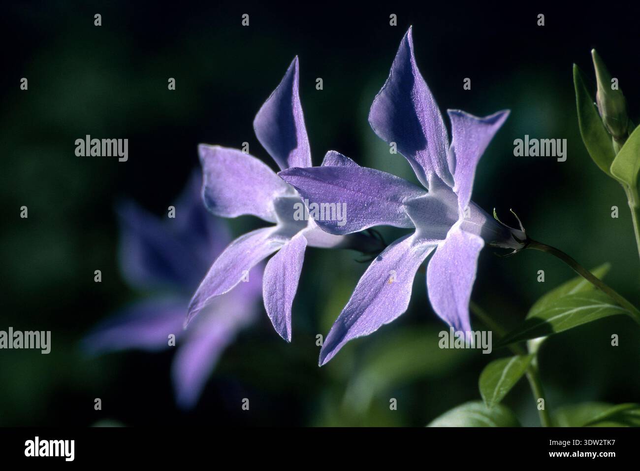 Fleur de pervenche. Pervinca (Vinca sardoa) Sassari, Sardaigne, Italie Banque D'Images