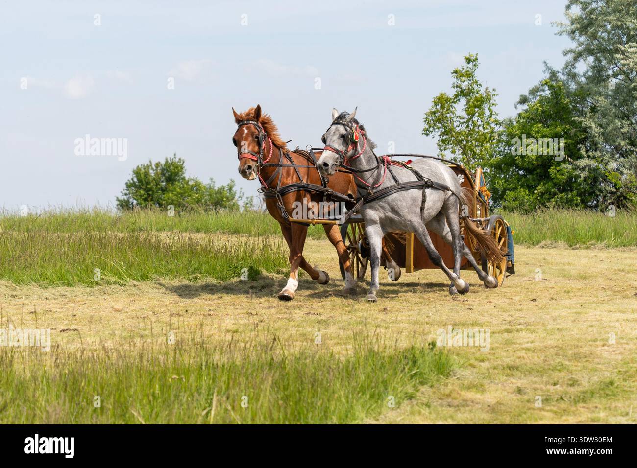 Galopant des chevaux avec un char romain lors d'une course de chars en plein air Banque D'Images