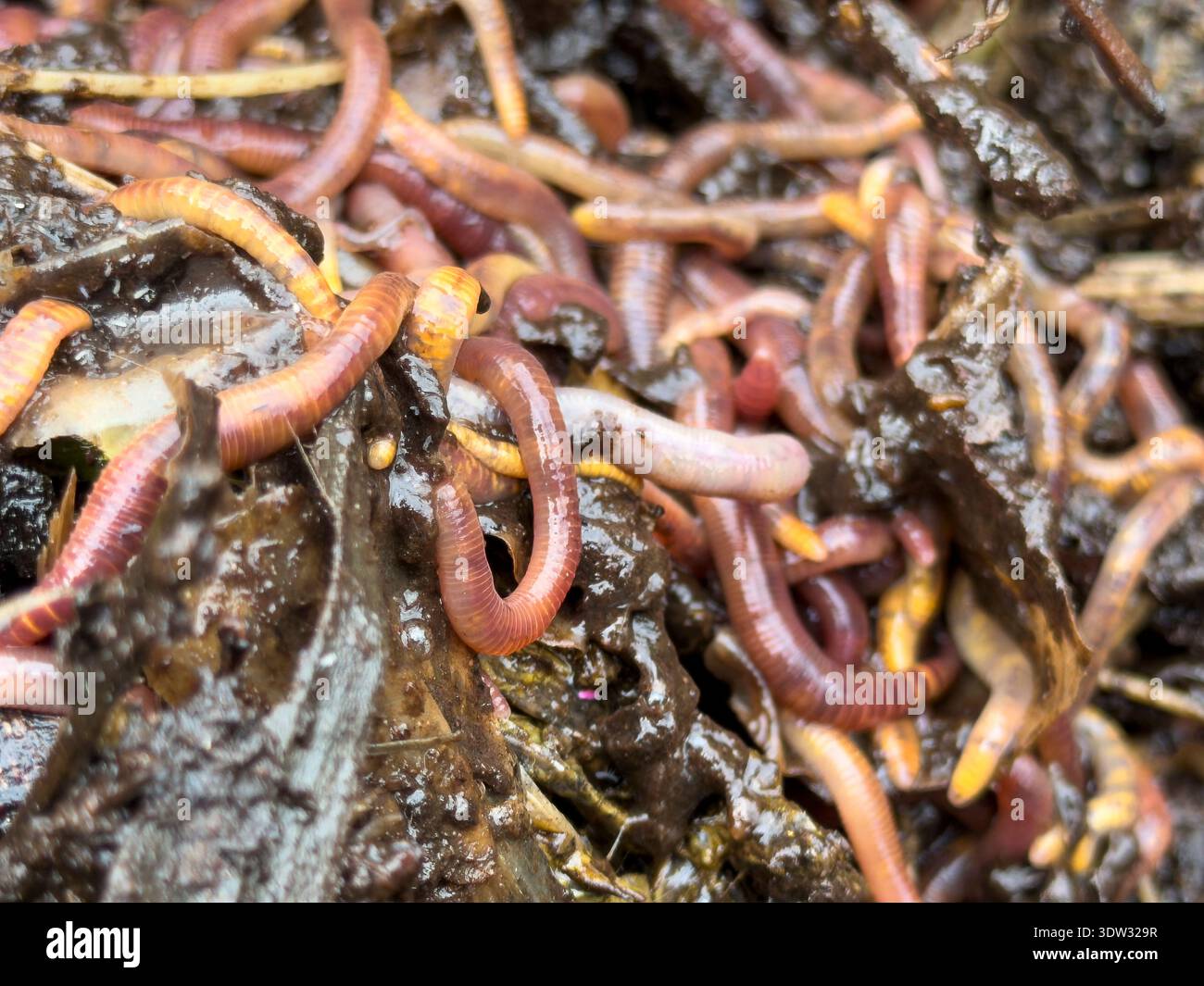 Gros plan de vers de compost rouges décomposant la matière organique dans un tas de compost en Angleterre - Image de stock capturée avec un smartphone