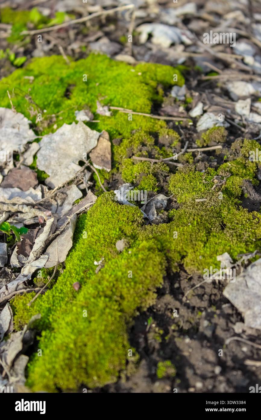 Une parcelle vibrante de mousse vert vif prospère au milieu des feuilles brunes sèches et dispersées et du sol sombre sur le sol de la forêt. Banque D'Images
