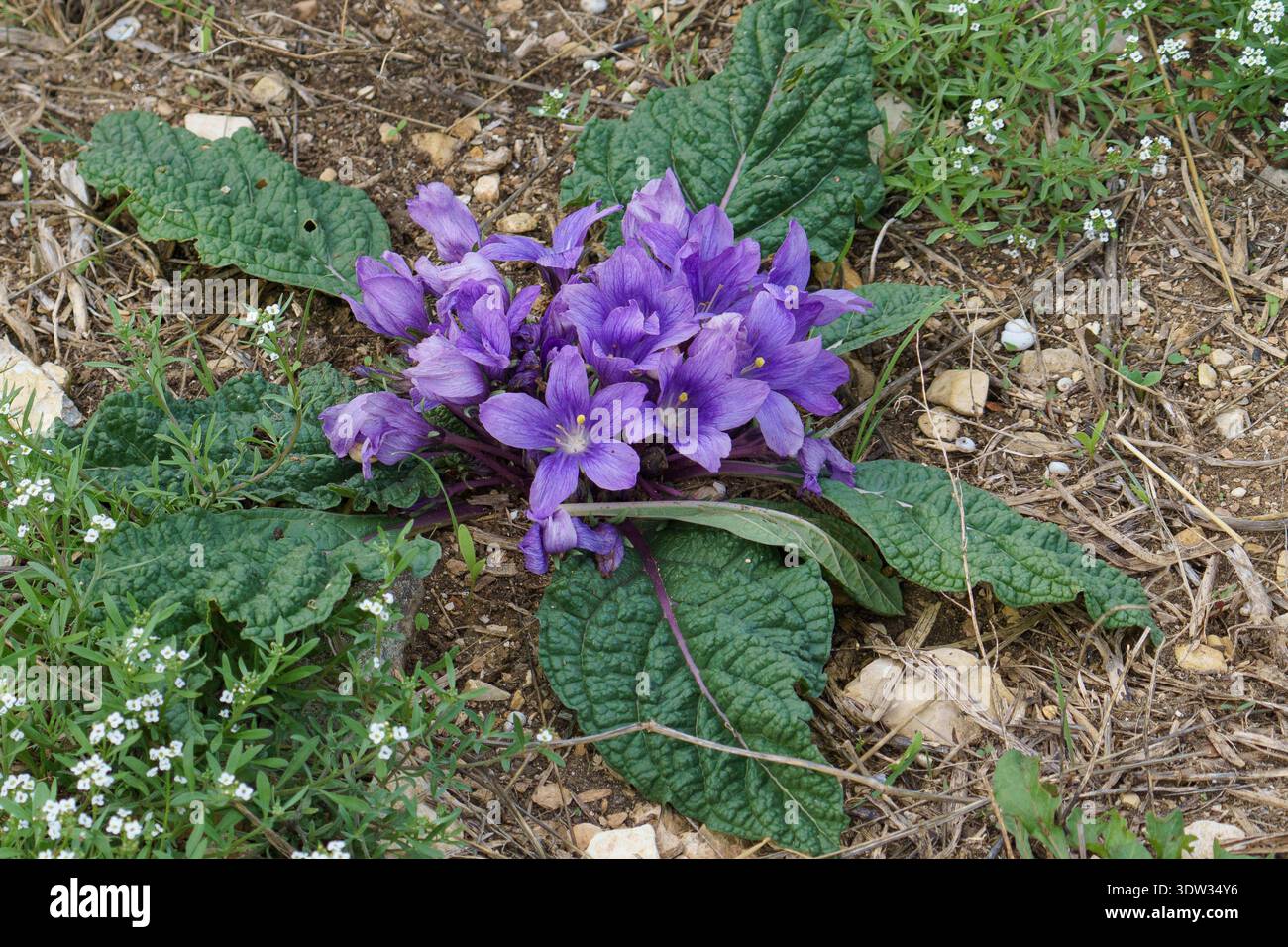 Un gros plan dynamique du Mandrake d'automne (Mandragora autumnalis), une fleur sauvage frappante commune à travers la Sicile. La photographie capture la belle c Banque D'Images