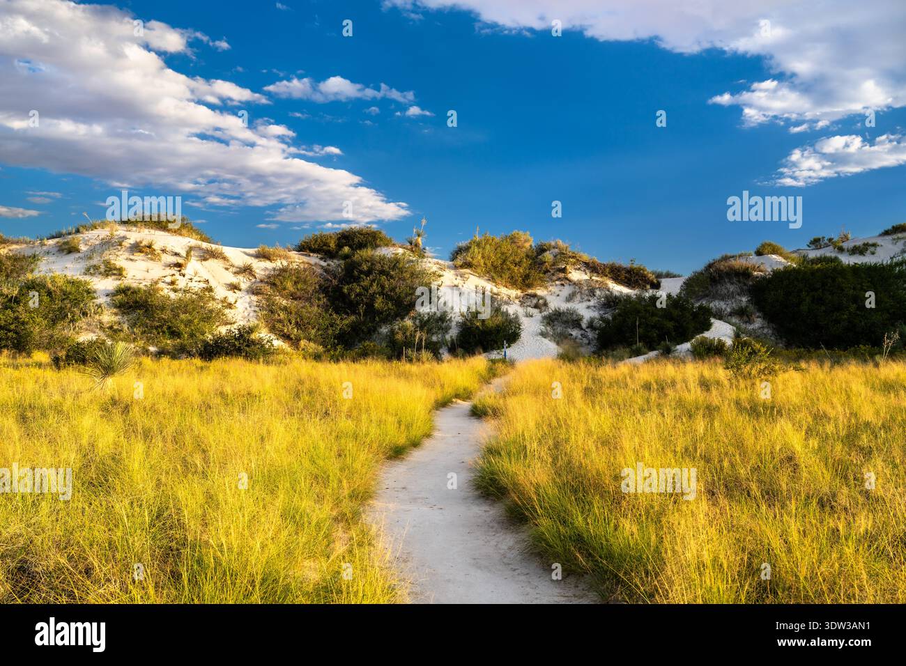 Vue panoramique sur le sentier sablonneux et la végétation le long du sentier Dune Life nature Trail au parc national White Sands, Nouveau-Mexique, États-Unis. Banque D'Images