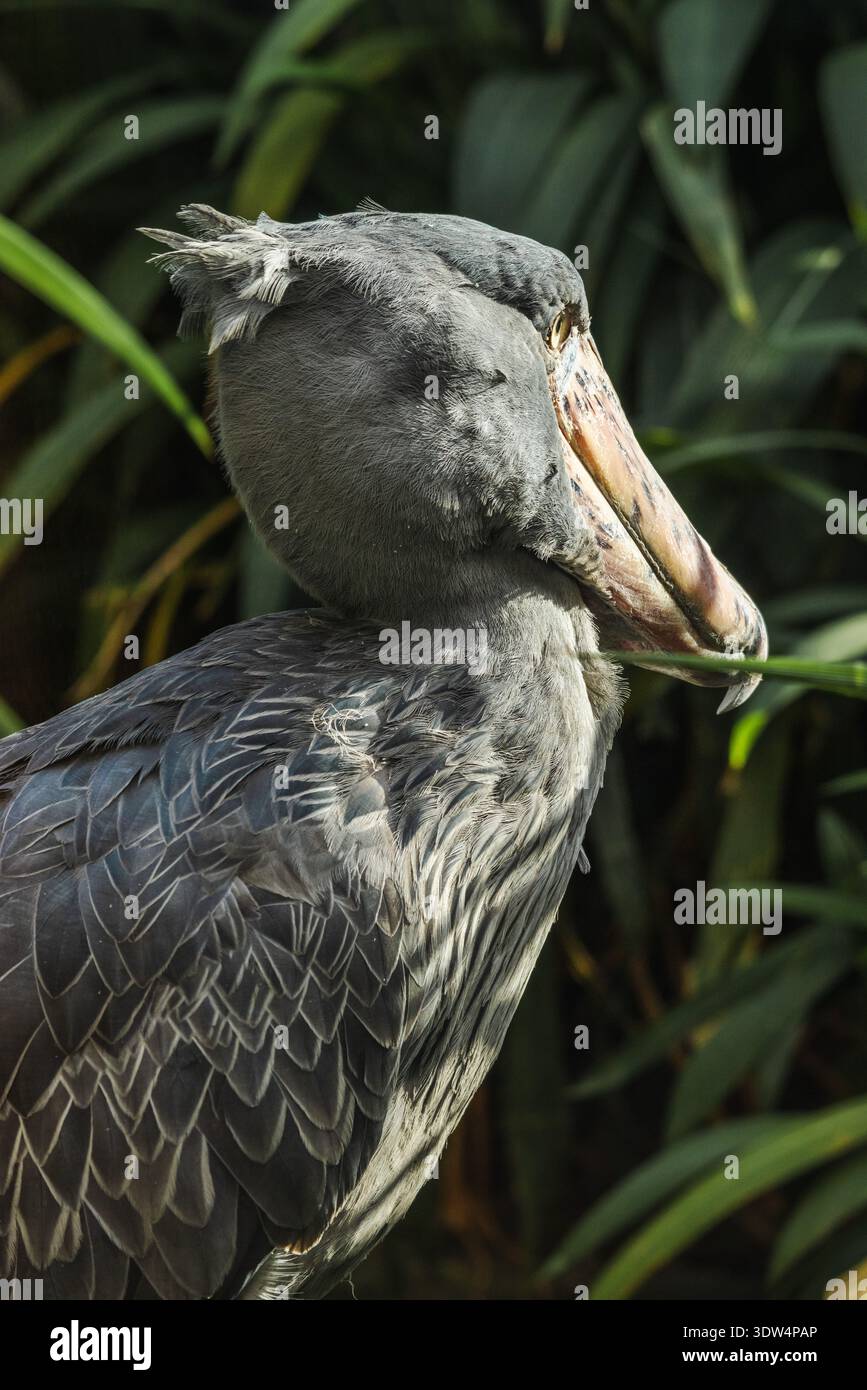 Prague, République tchèque, 1er août 2025 : vue latérale d'un oiseau en forme de bec de chaussure avec un bec massif et un plumage gris se tenant calmement parmi les plantes tropicales Banque D'Images