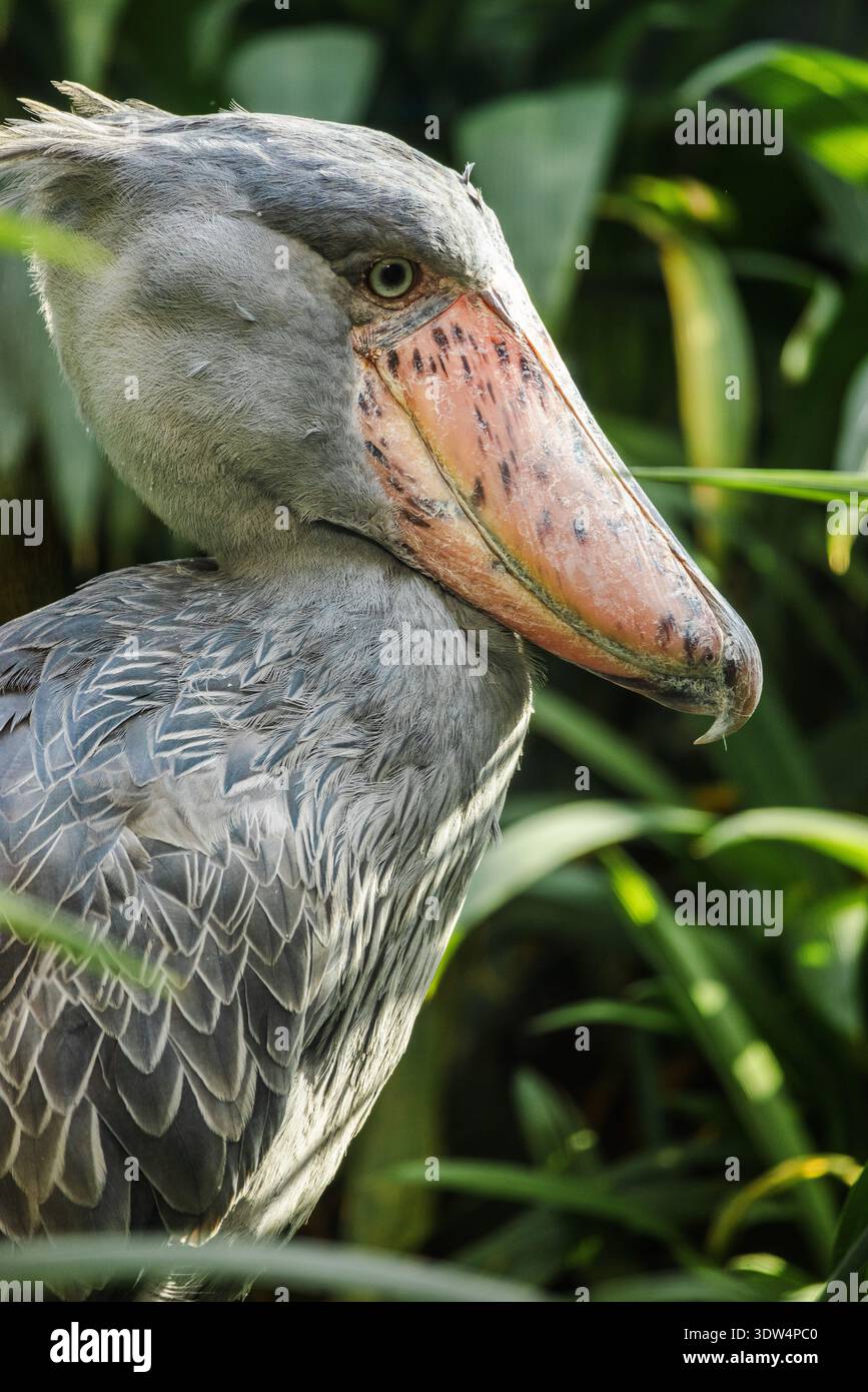 Prague, République tchèque, 1er août 2025 : gros plan d'un oiseau en forme de bec de chaussure avec son grand bec et ses plumes détaillées Banque D'Images