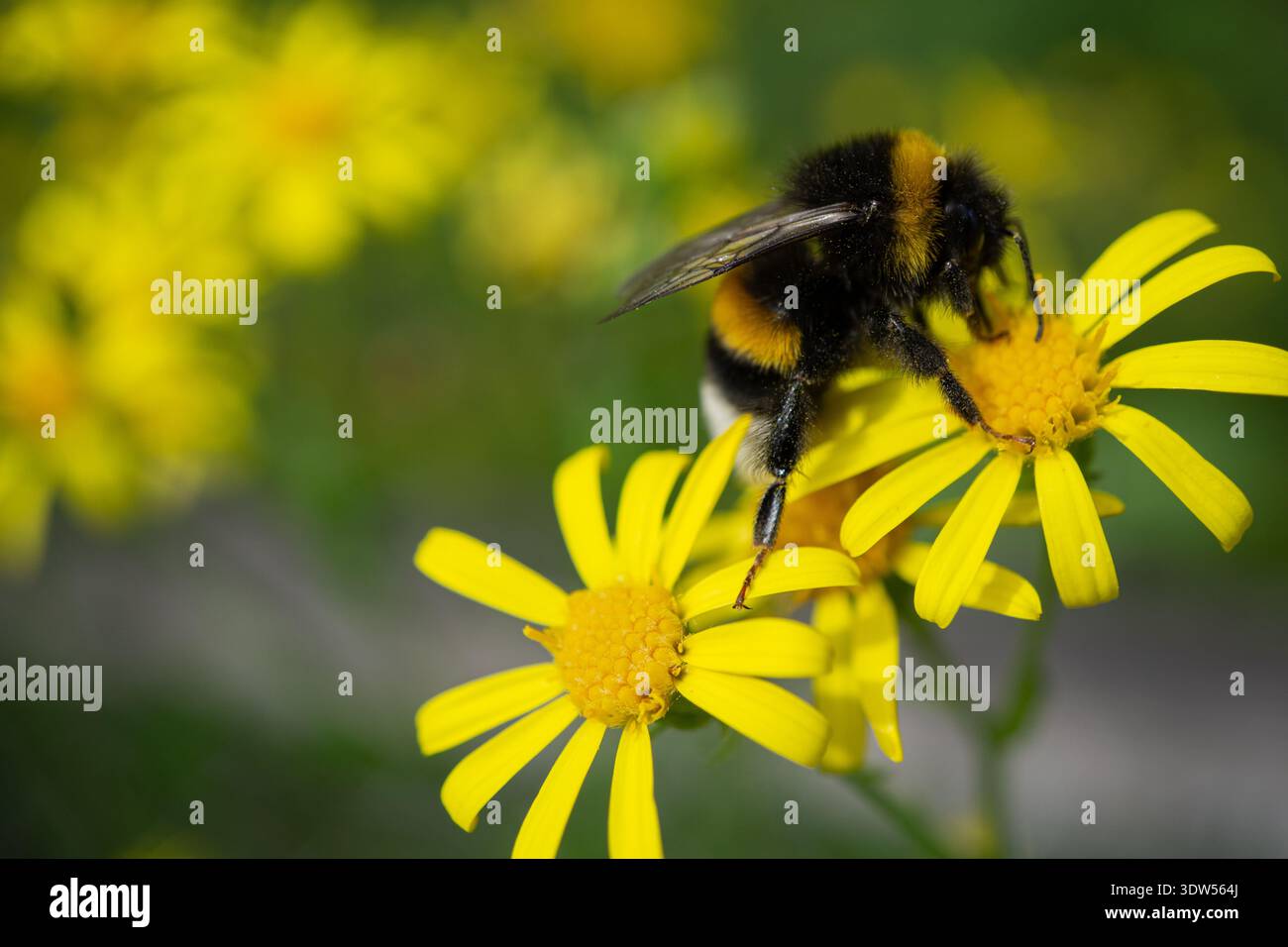 Bourdon recueillant le nectar de fleurs sauvages jaunes ressemblant à des marguerites, macro gros plan montrant l'insecte pollinisateur et les détails floraux dans l'habitat naturel. Banque D'Images