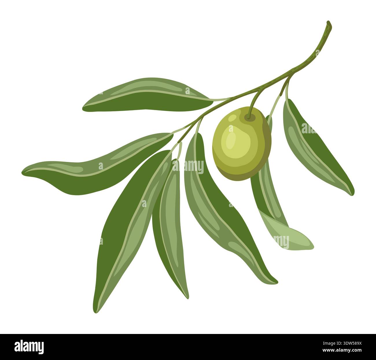 Branche avec illustration vectorielle d'olivier des feuilles d'arbre pour la conception de la nature. Plante verte dans le style de bande dessinée avec l'aspect botanique. Idéal pour le menu italien et le modèle de cuisine méditerranéenne ou graphique organique. Illustration de Vecteur