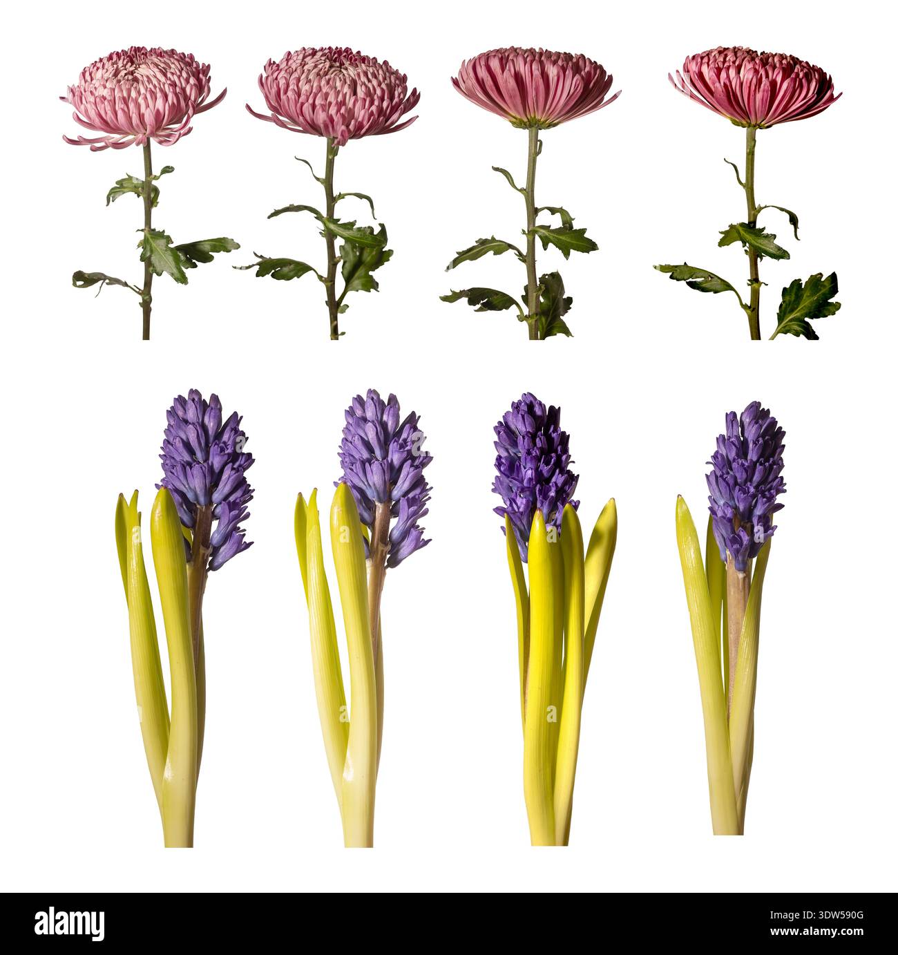 Chrysanthème, jacinthe différents angles arrière-plan isolé. Perspectives multiples, Chrysanthemum morifolium, hyacinthus orientalis arrangées minimalement Banque D'Images