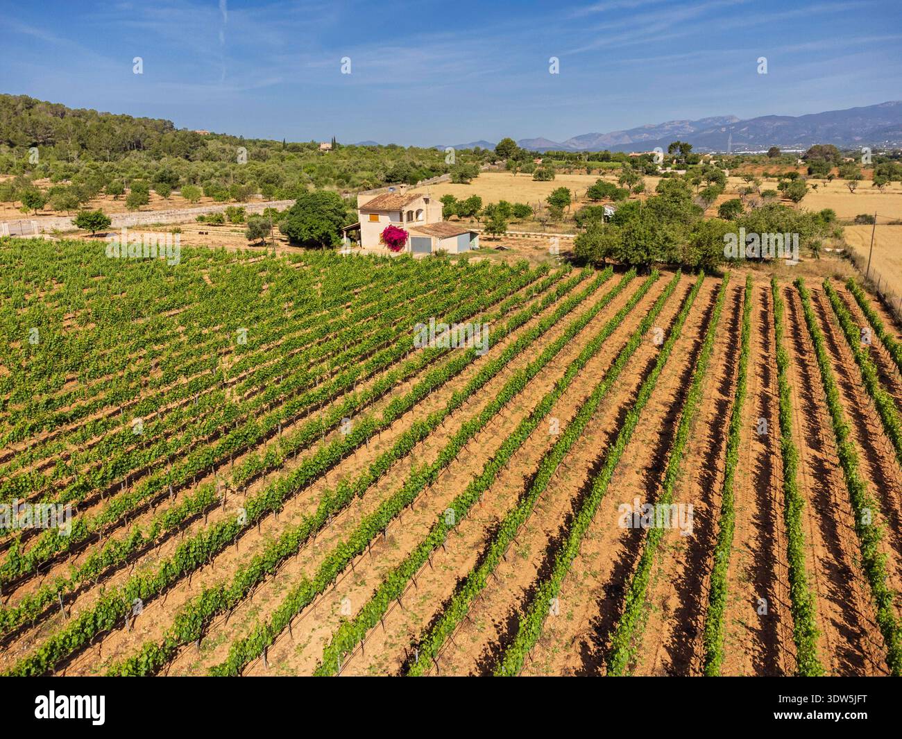 Champ avec vignes, VINYA TAUJANA Winery, Santa Eugenia, Majorque, Îles Baléares, Espagne Banque D'Images