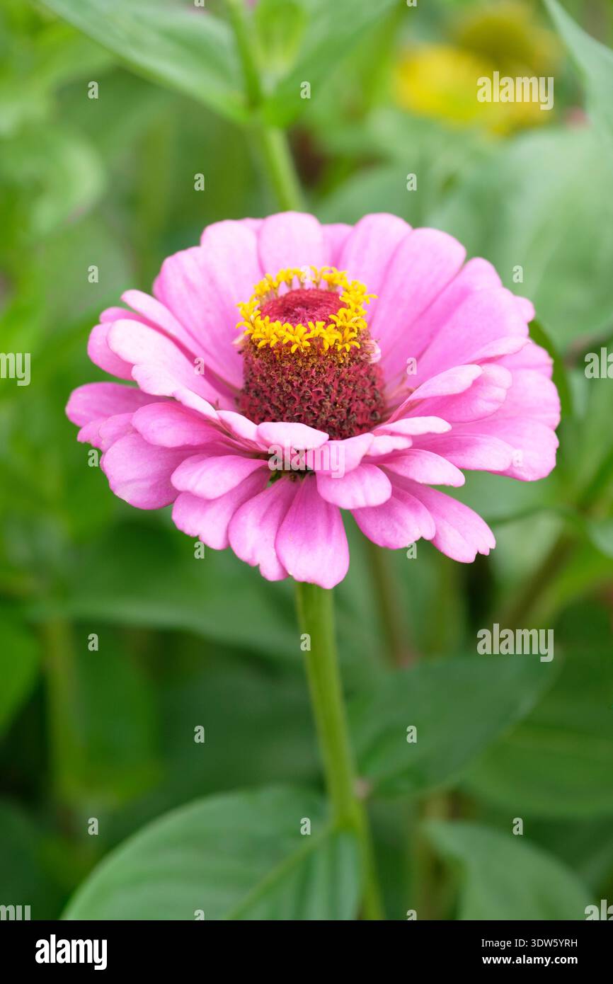 Zinnia elegans Purple Prince, Zinnia Purple Prince, rose-violet brillant, fleurs entièrement doubles Banque D'Images