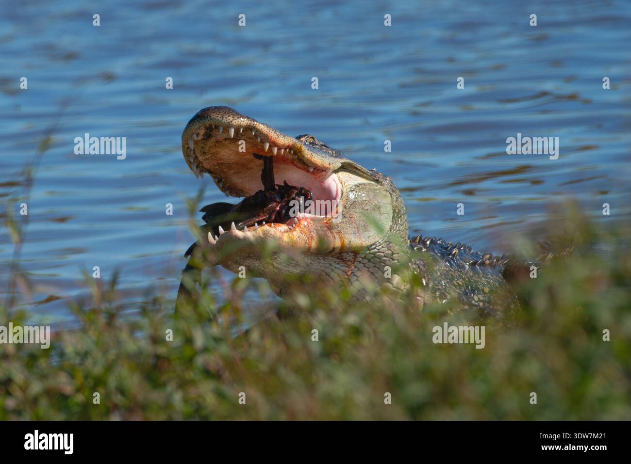 Un alligator américain avec un poisson Pleco commun dans sa bouche ouverte Banque D'Images