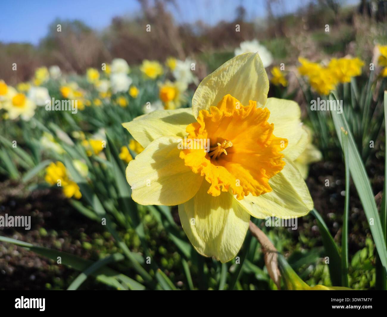 Belle fleur variétale florissante de la variété Narcisse Color Run. Fleur de jonquille fleurie avec des pétales jaunes en inflorescence sur tige verte avec des feuilles poussant dans le sol le jour ensoleillé du printemps Banque D'Images