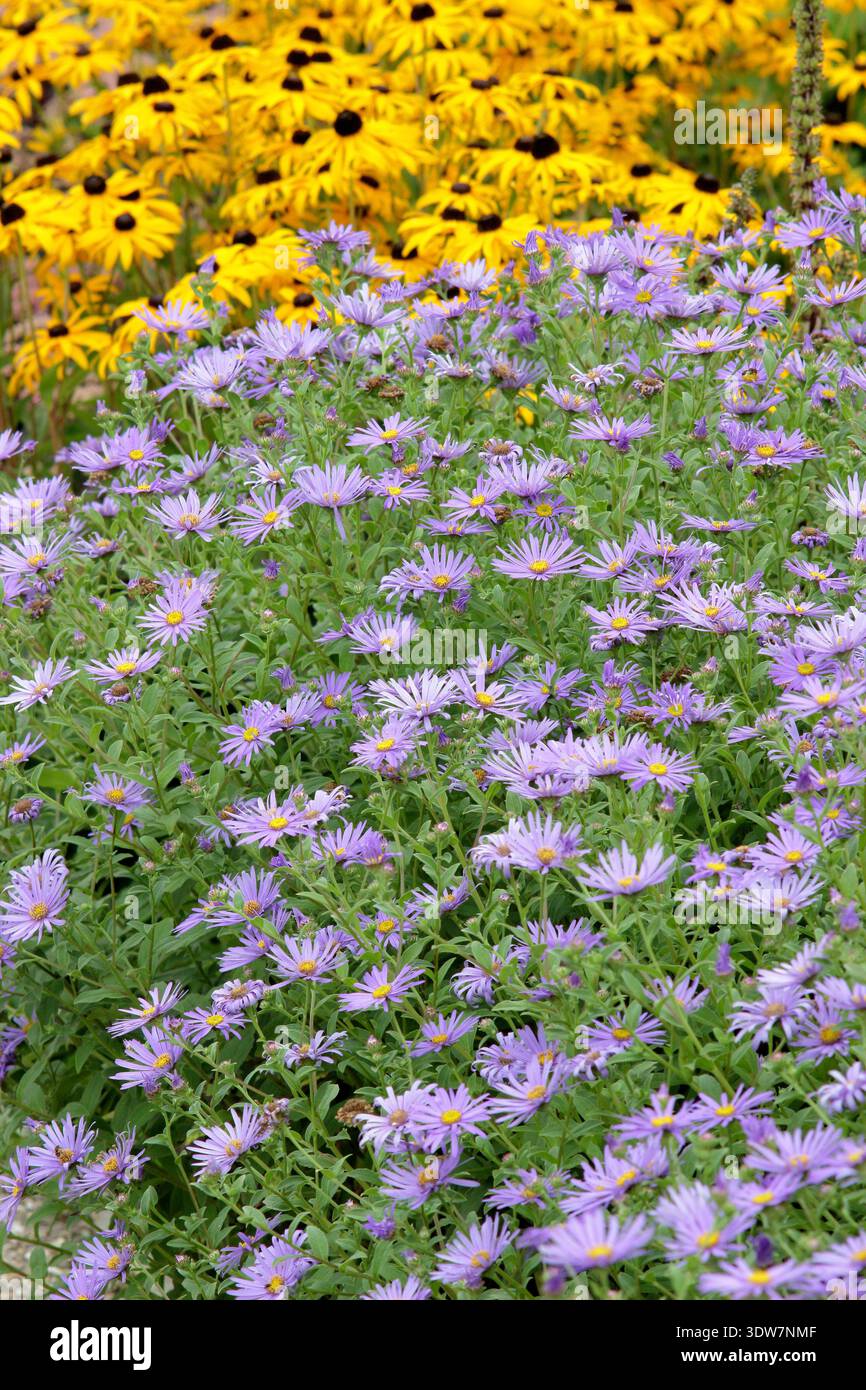 Rudbeckia fulgida deamii et fleurs violettes d'Aster Monch à la fin de l'été jardin frontière. ROYAUME-UNI Banque D'Images