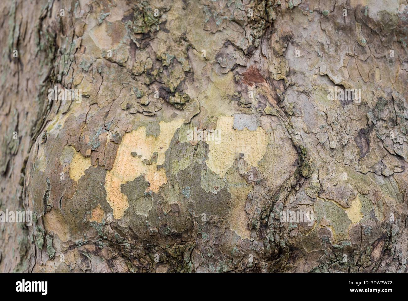 Gros plan fond de texture d'écorce d'arbre, surface de bois naturel Banque D'Images