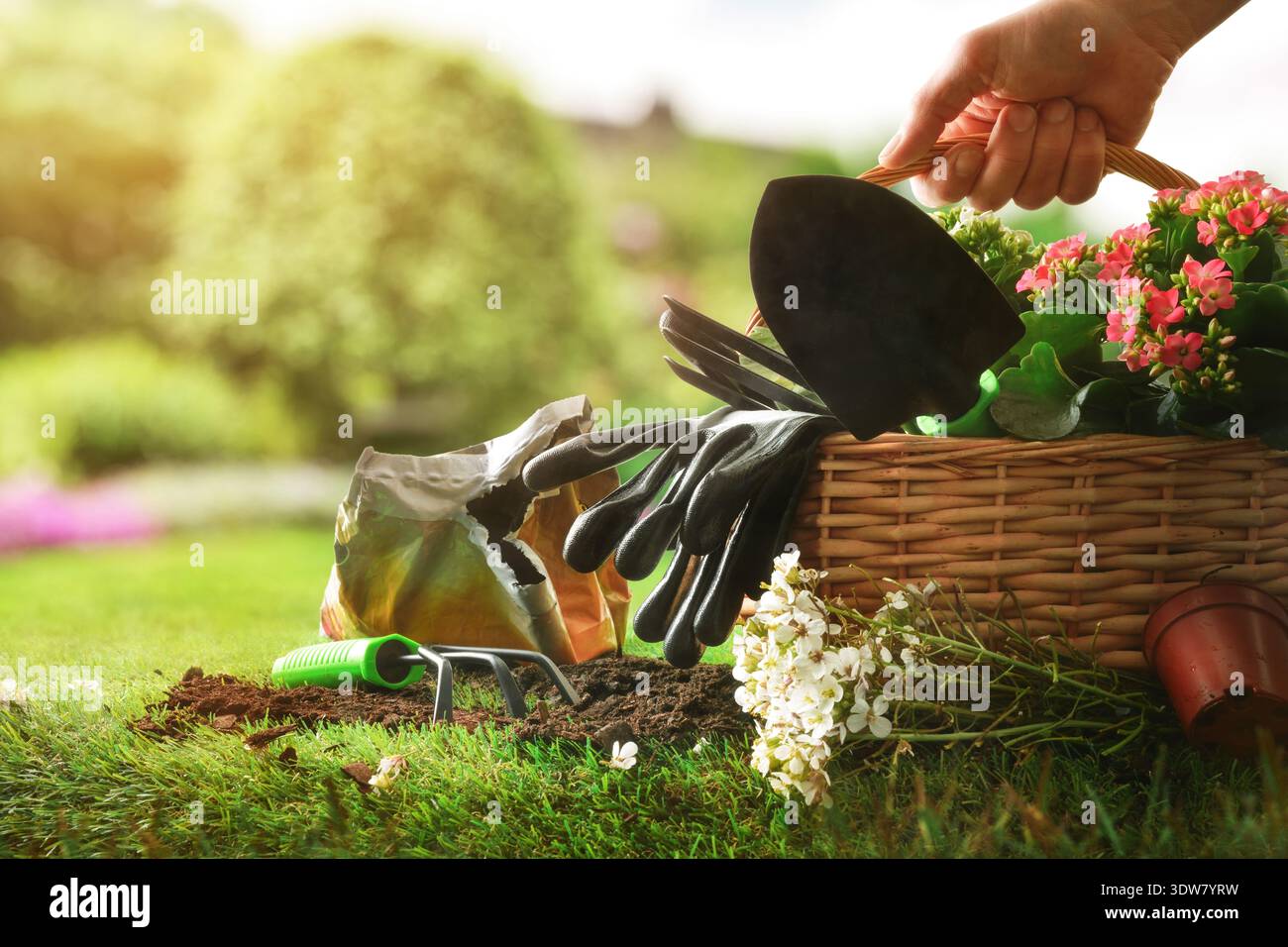 Main adulte caucasienne tenant un panier en osier avec des fleurs, des gants et des outils sur la pelouse verte. Jardinage de printemps et concept de style de vie en plein air dans le soleil chaud Banque D'Images