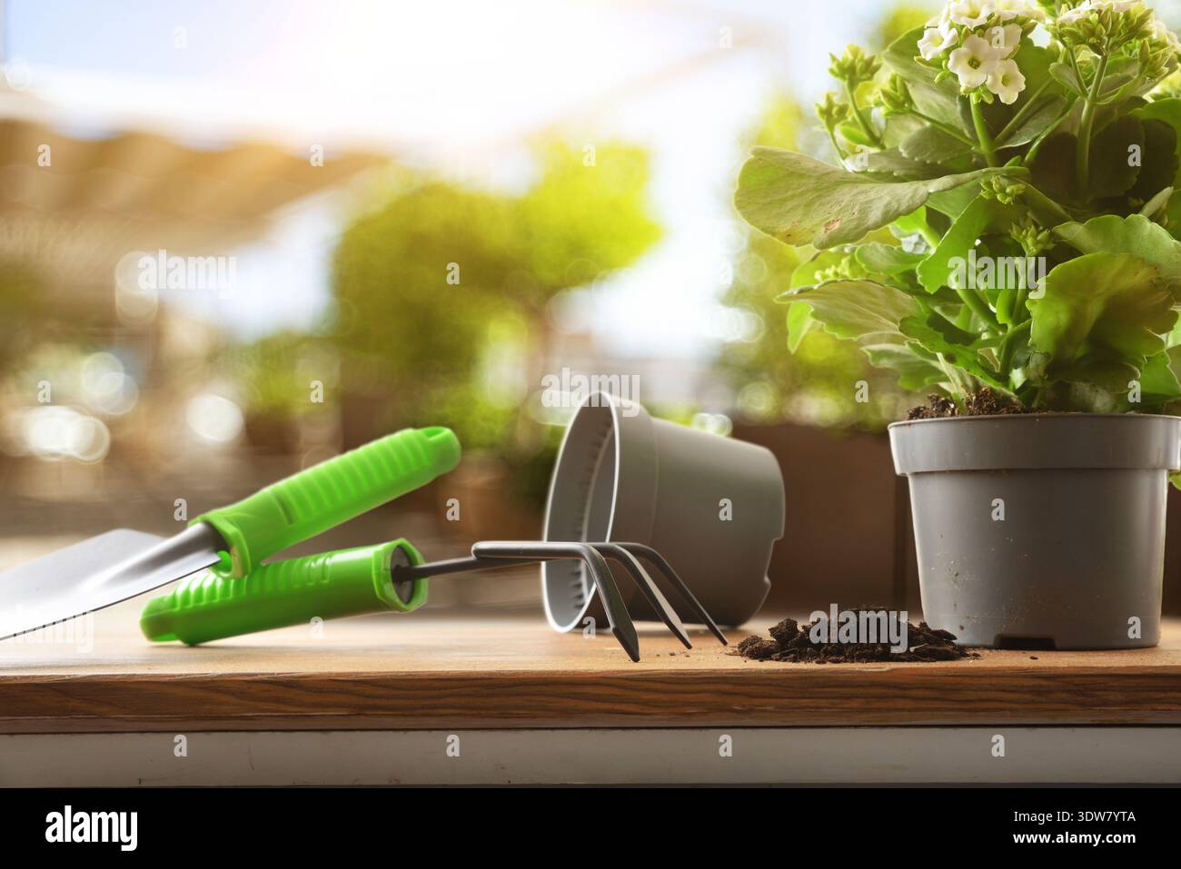 Gros plan d'outils de jardinage et d'une plante en pot en fleurs sur une table en bois dans un cadre intérieur lumineux avec une lumière naturelle et un fond flou. Banque D'Images