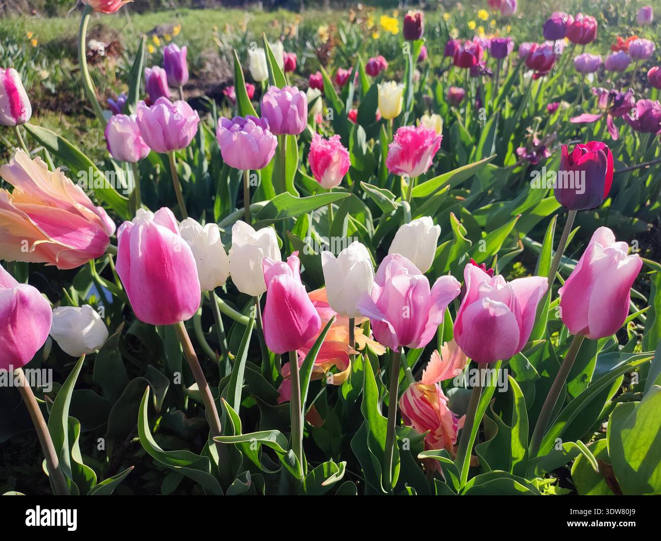Fleurs de tulipes colorées florissantes le jour ensoleillé du printemps. Tulipes variétales florissantes. Fleurs de tulipes rouges roses blanches fleuries et feuilles vertes. Faire pousser des fleurs en fleurs. Nature. Arrière-plan naturel Banque D'Images