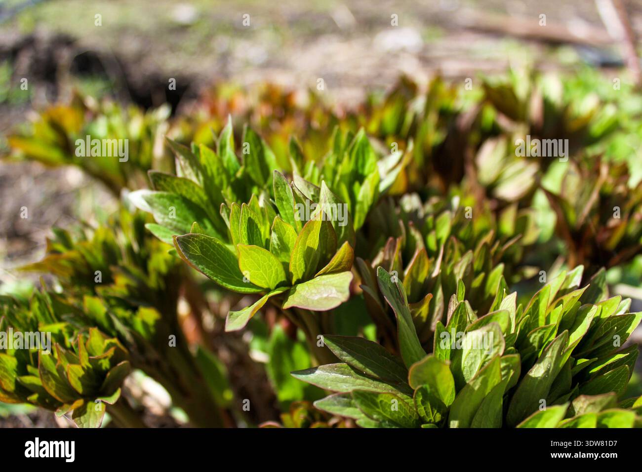 Une nouvelle petite pivoine verte pousse dans le jardin. Plantes printanières précoces. Banque D'Images
