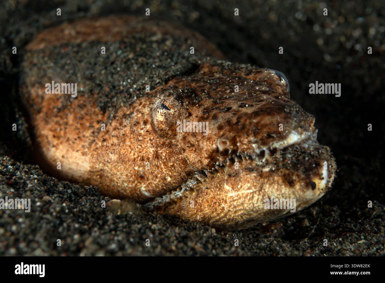 Brachysomophis cirrocheilos, anguille de serpent stargazer, Lembeh, détroit de Lembeh, mer des Moluques, Indonésie Banque D'Images