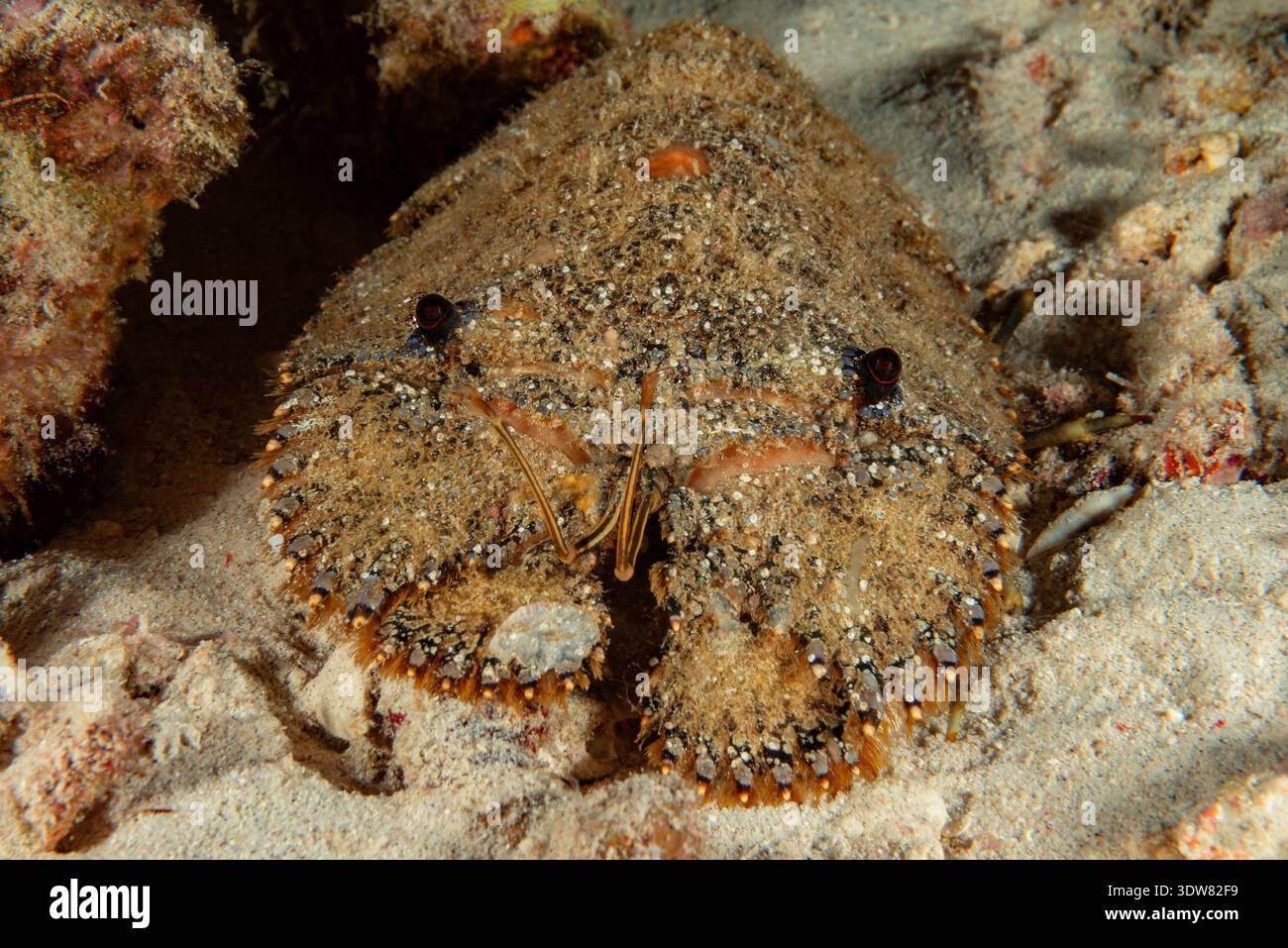 Parribacus antarcticus, -, Moluques, mer des Moluques, Halmahera, îles Maluku, Indonésie Banque D'Images