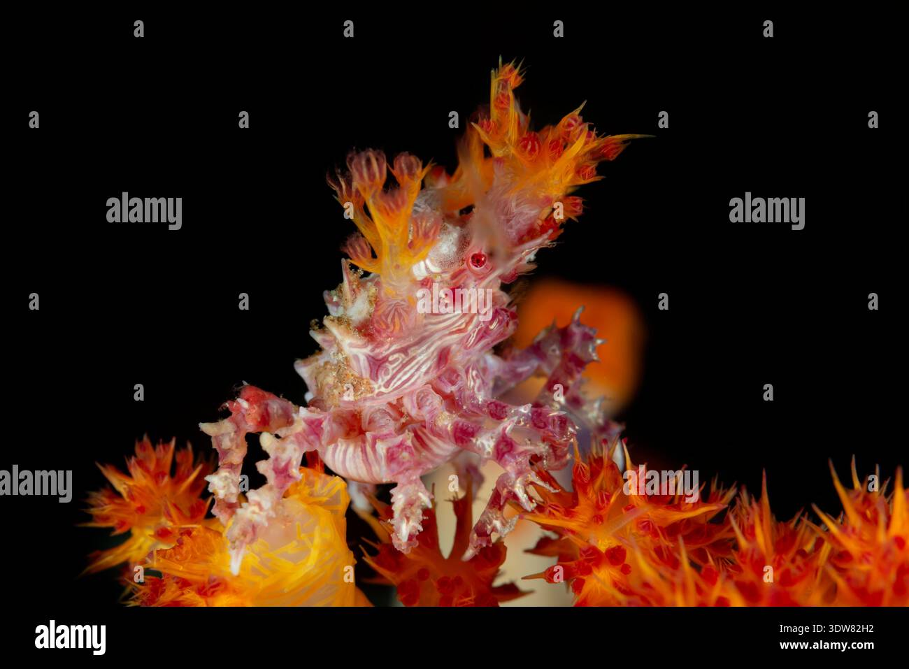 Hoplophrys oatesii, -, Moluques, mer des Moluques, Halmahera, îles Maluku, Indonésie Banque D'Images