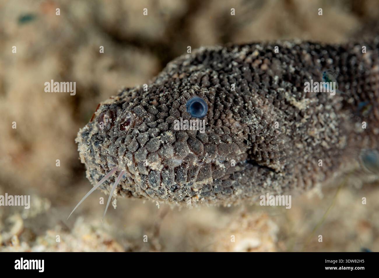 Hydrophis schistosus, -, Moluques, mer des Moluques, Halmahera, îles Maluku, Indonésie Banque D'Images