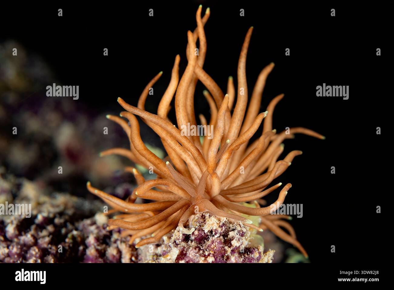 Phyllodesmium briareum, Bushy phyllodesmium, Moluques, mer des Moluques, Halmahera, îles Maluku, Indonésie Banque D'Images