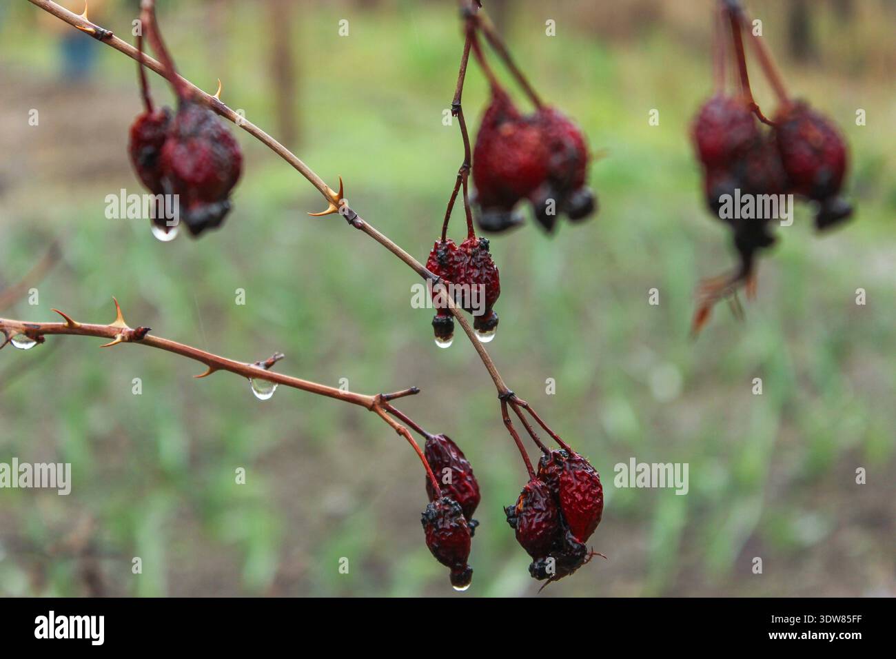 Baies rouges sèches de rose musquée sur le fond de branches sèches. Banque D'Images