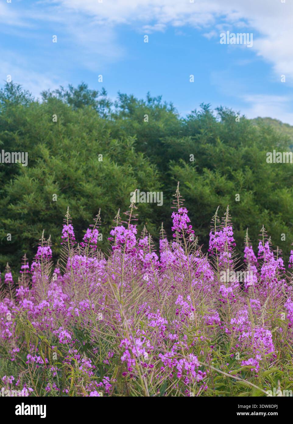 Chamaenerion angustifolium. Fleurs de Fireweed. Cyprès - thé Ivan à feuilles étroites. la base pour une boisson à base de feuilles de plantes fermentées Banque D'Images