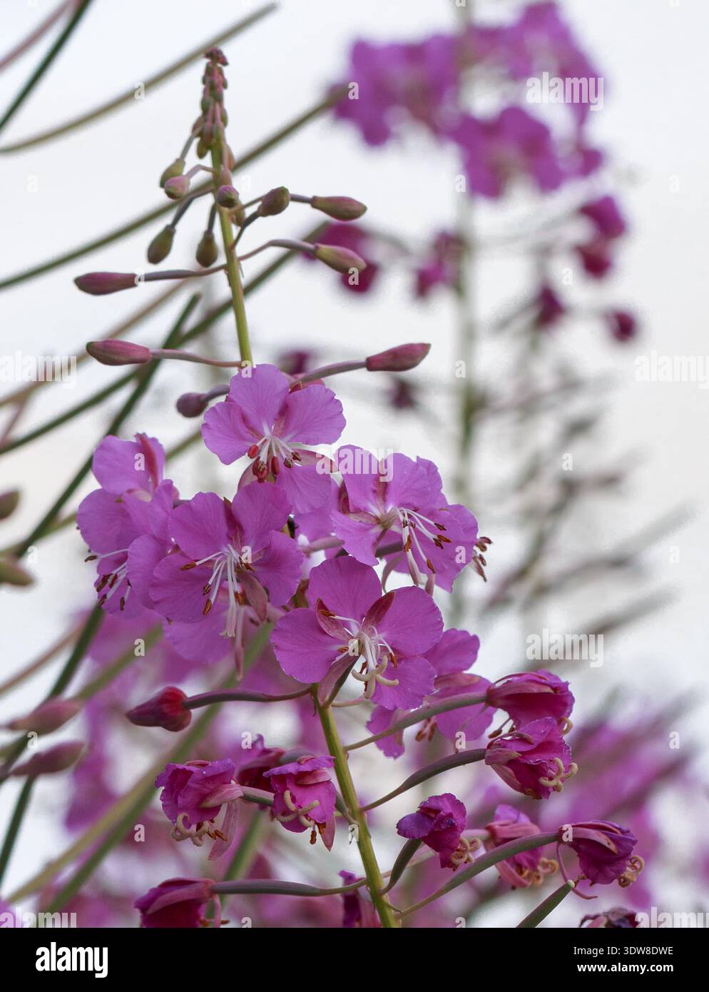 Chamaenerion angustifolium. Fleurs de Fireweed. Cyprès - thé Ivan à feuilles étroites. la base pour une boisson à base de feuilles de plantes fermentées Banque D'Images