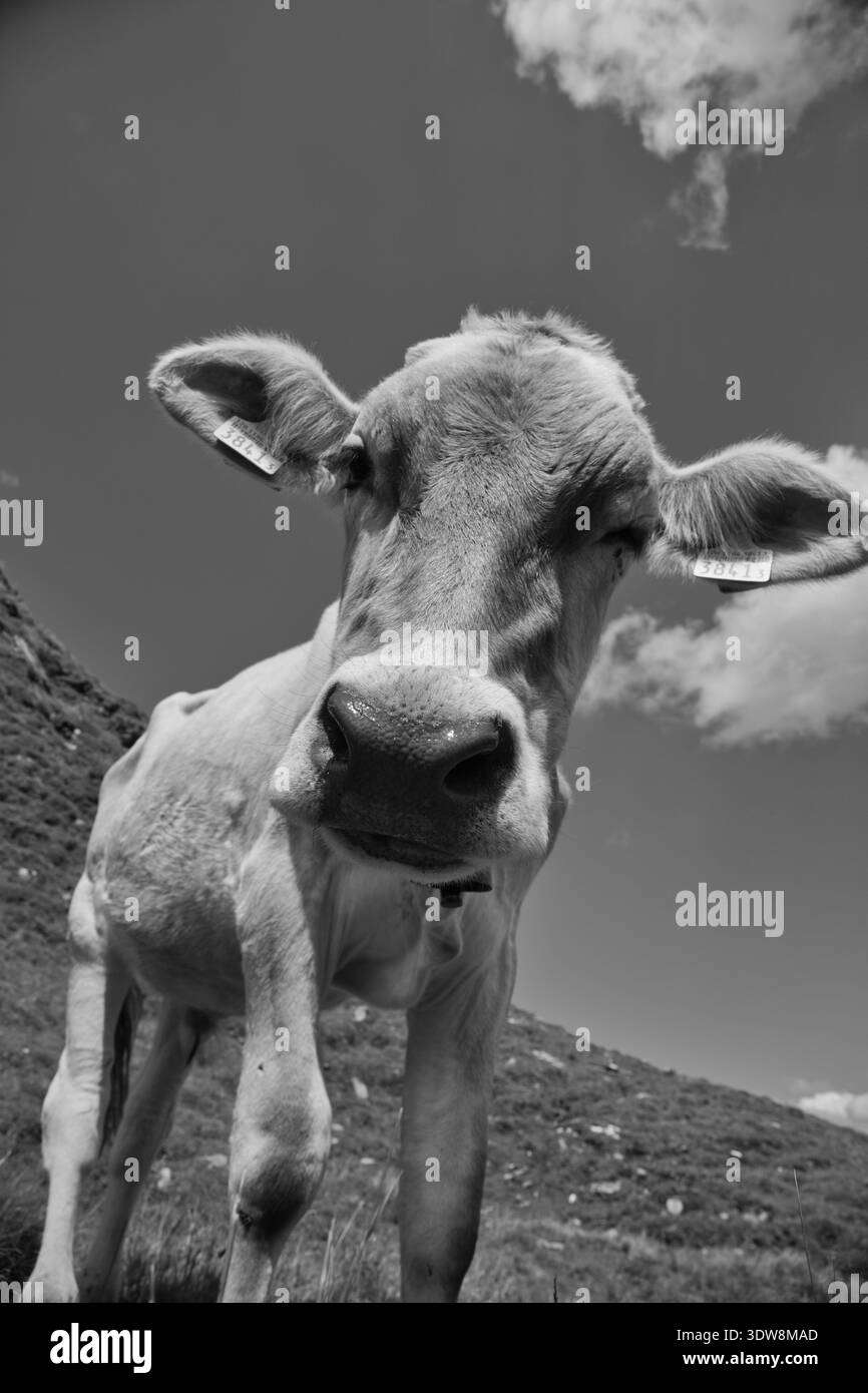 Une vache curieuse sur Une colline à Greina, en Suisse, capturée en noir et blanc époustouflant. Banque D'Images