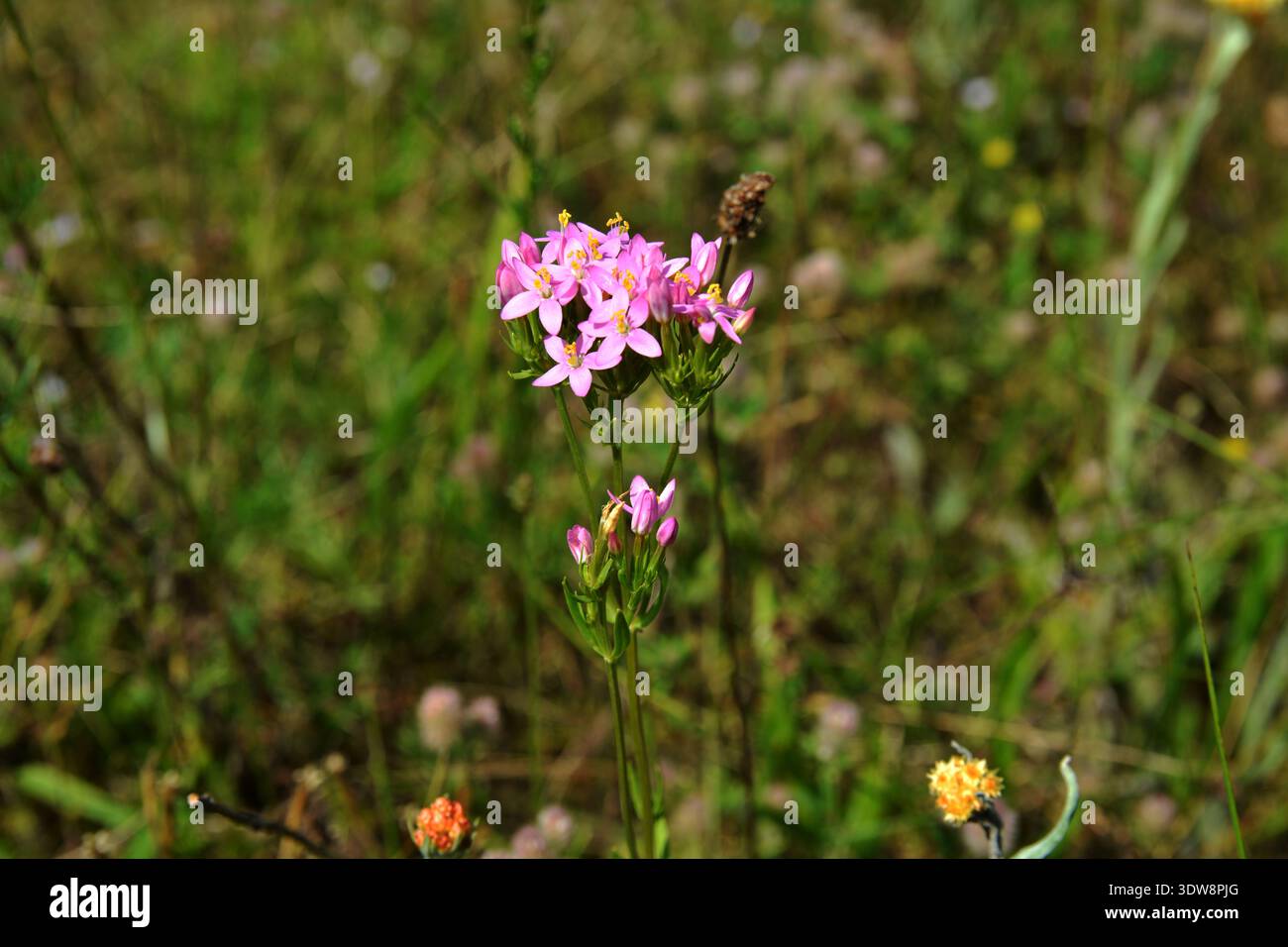 Gros plan sur les petites fleurs roses du centaury commun - Centaurium erythraea. Beau fond floral. La plante centaury européenne avec fleur rose Banque D'Images