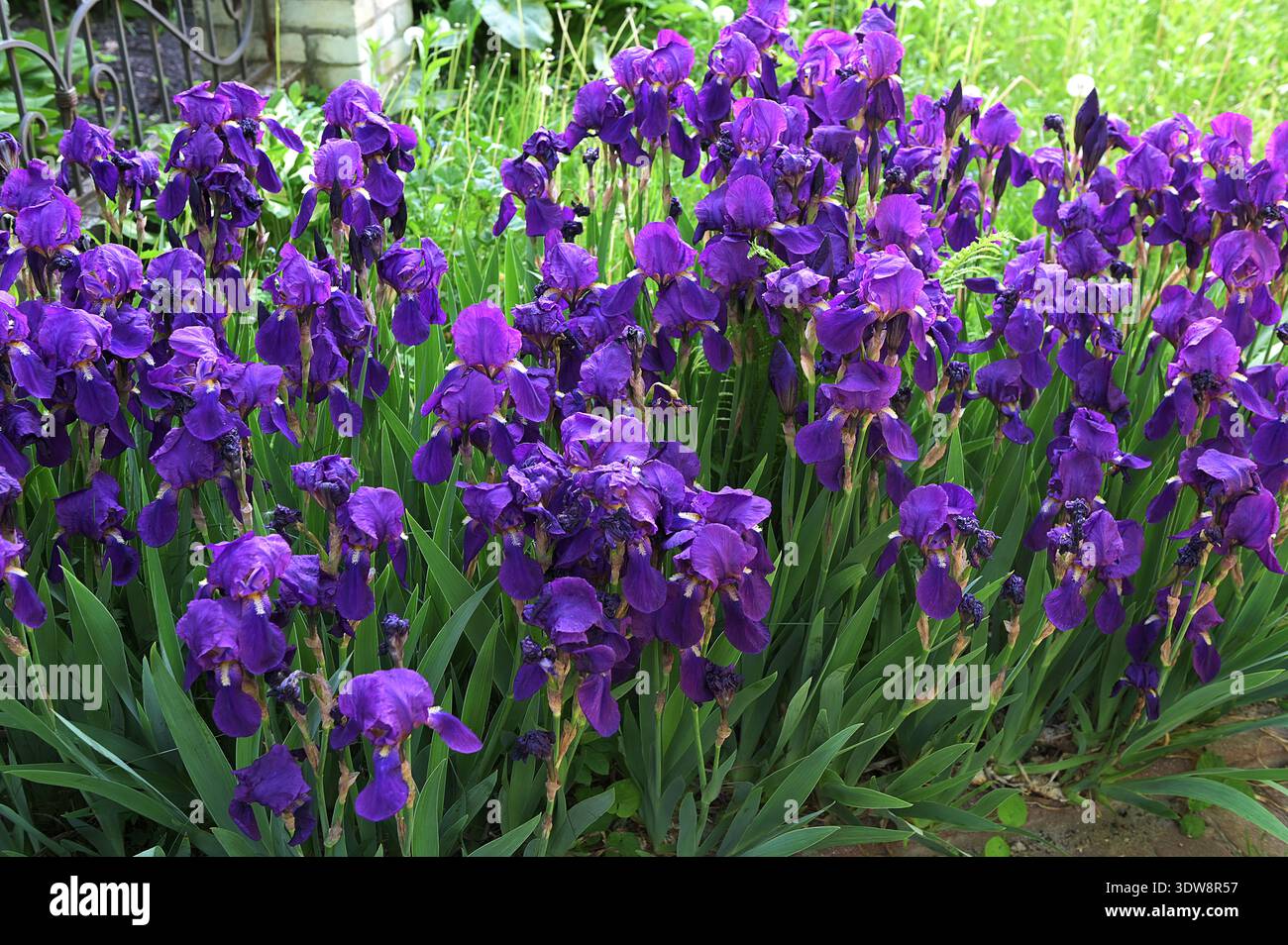 Iris sibérien bleu dans le jardin de printemps. Groupe d'iris sibériens en fleurs (iris sibirica) dans le jardin.beaucoup d'iris bleus dans le jardin de printemps Banque D'Images