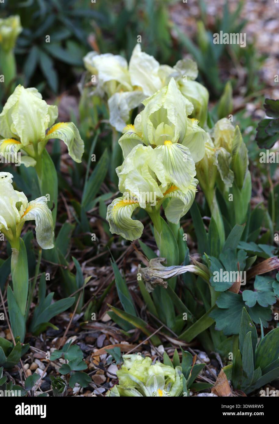 Iris de Crimée, Iris lutescens, Iridacées. France, Espagne et Italie, Europe. Iris lutescens, l'iris de Crimée, est une plante à fleurs rhizomateuse. Banque D'Images
