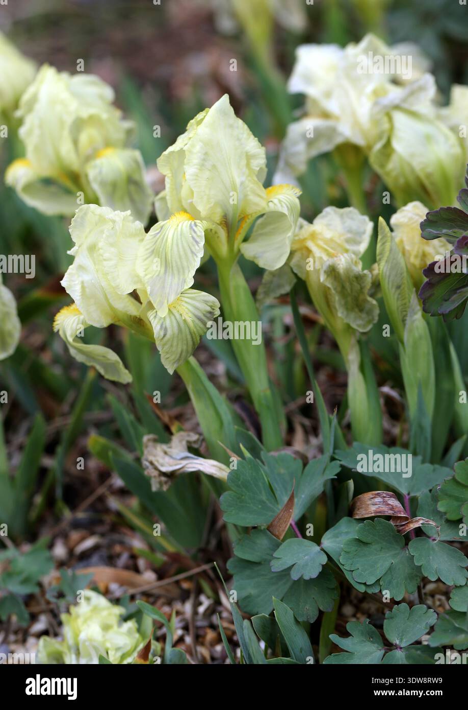 Iris de Crimée, Iris lutescens, Iridacées. France, Espagne et Italie, Europe. Iris lutescens, l'iris de Crimée, est une plante à fleurs rhizomateuse. Banque D'Images