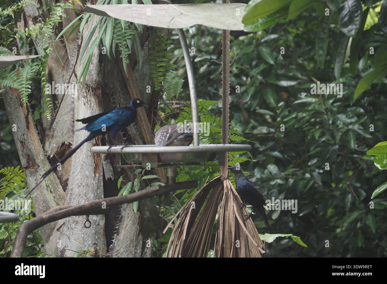Oiseaux se nourrissant dans un cadre naturel pendant la journée Banque D'Images