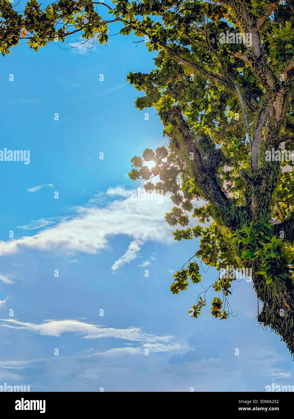 Arbre du patrimoine centenaire de Talisay sur la côte pacifique de Baganga, Davao Oriental, Philippines - Image de stock capturée avec un smartphone