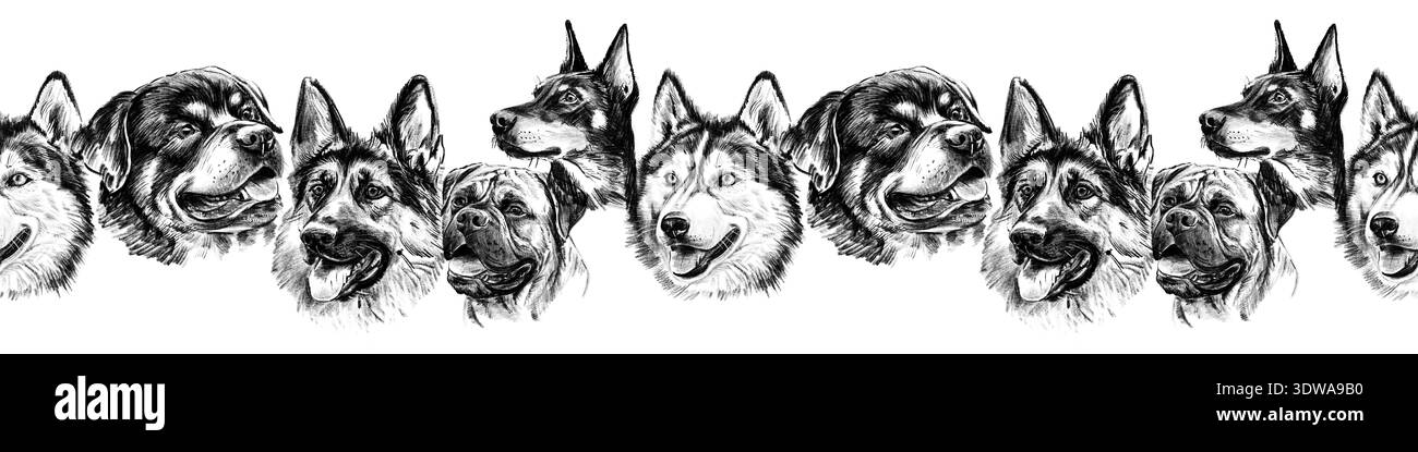 Bordure horizontale transparente avec portraits de grandes races de chiens dessinés au crayon. Rottweiler noir et blanc dessiné à la main, berger allemand, Husky et pit Bull Banque D'Images