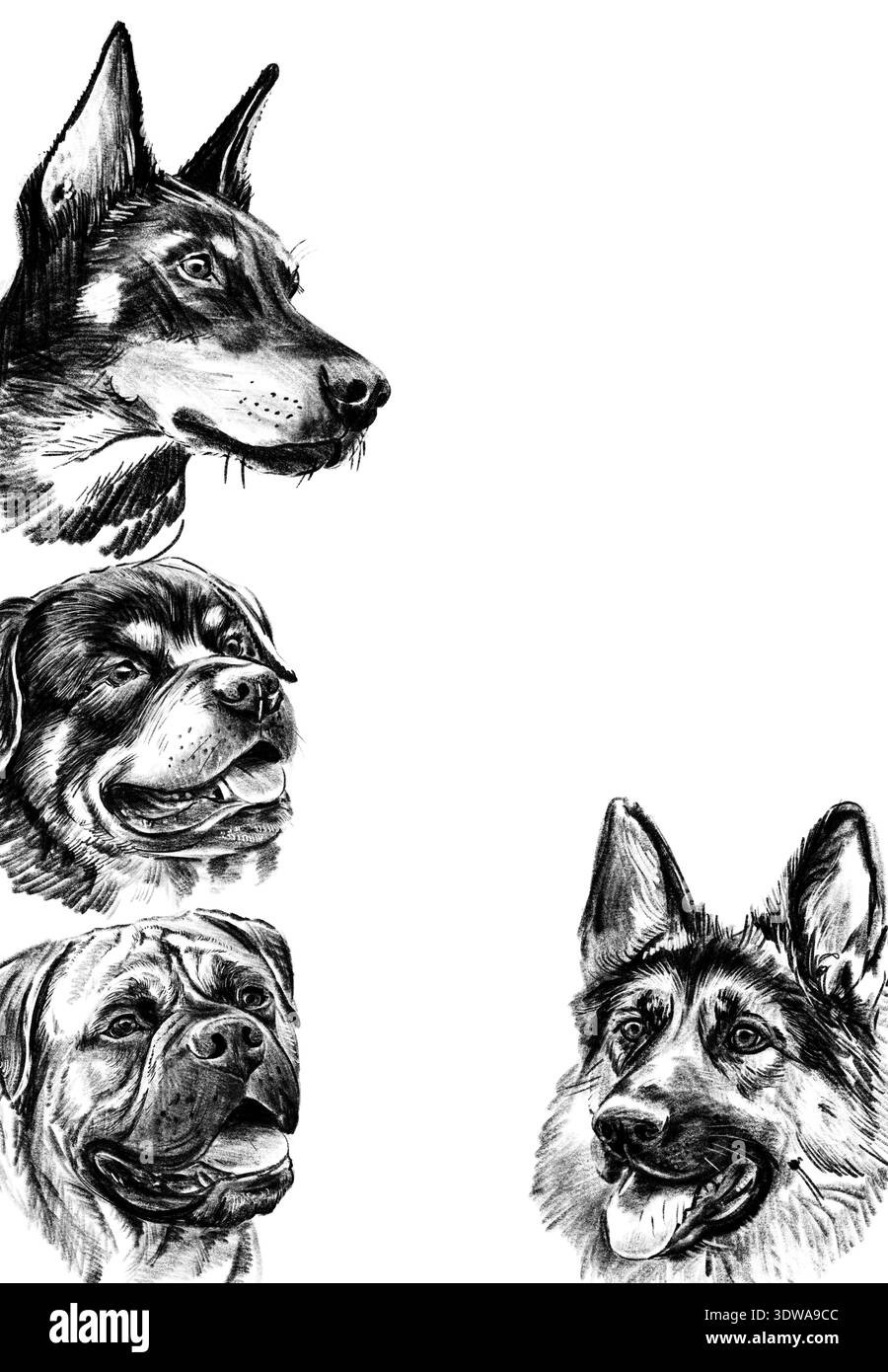 Cadre décoratif avec portraits de chien dessinés à la main au crayon. Illustration en noir et blanc avec doberman, rottweiler, mastiff et berger allemand Banque D'Images